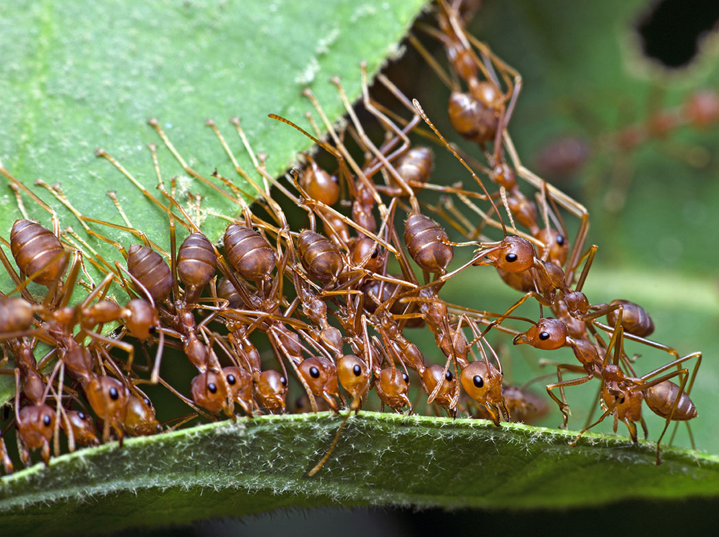 About-Weaver-Ants